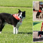A Long Island School recruta a encantadora "celebridade" do cachorro para combater a epidemia de cocô de ganso: "Este é um problema real"