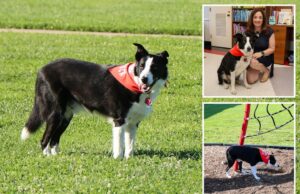 A Long Island School recruta a encantadora “celebridade” do cachorro para combater a epidemia de cocô de ganso: “Este é um problema real” A Long Island School recruta a encantadora "celebridade" do cachorro para combater a epidemia de cocô de ganso: "Este é um problema real"