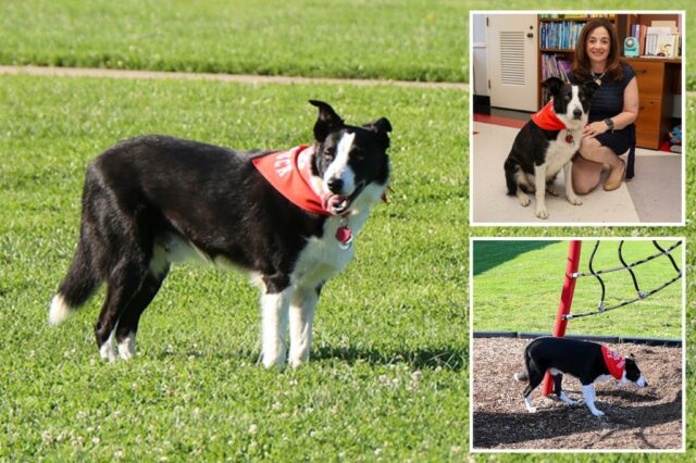 A Long Island School recruta a encantadora "celebridade" do cachorro para combater a epidemia de cocô de ganso: "Este é um problema real"


