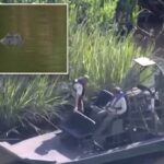 A esposa de 61 anos de Alligator Mauls com o marido como a Flórida chama os turistas para evitar um desastre