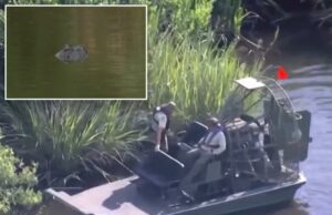 A esposa de 61 anos de Alligator Mauls com o marido como a Flórida chama os turistas para evitar um desastre A esposa de 61 anos de Alligator Mauls com o marido como a Flórida chama os turistas para evitar um desastre