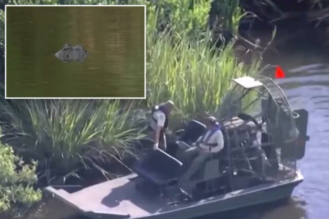 A esposa de 61 anos de Alligator Mauls com o marido como a Flórida chama os turistas para evitar um desastre

