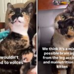 A mulher adota o gato seguro, volte para casa e entenda algo 'não era normal "