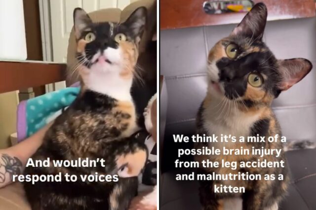 A mulher adota o gato seguro, volte para casa e entenda algo 'não era normal "

