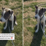 A mulher aprende o que realmente aconteceu com o cachorro de backup, tem sido "eu estou preso por"