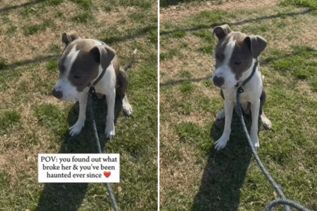 A mulher aprende o que realmente aconteceu com o cachorro de backup, tem sido "eu estou preso por"

