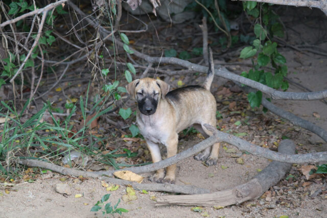 A mulher encontra filhotes na floresta e depois descobre o que aconteceu com os irmãos

