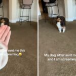 A mulher recebe vídeo da babá do cachorro, 'gritando' para o que você vê