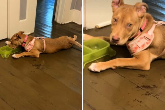 A mulher volta para o cachorro deixado em casa sozinho - o que você encontra a soma deles


