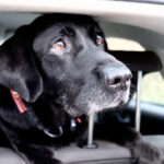A reação do filhote depois que os cães olham para o carro se torna viral