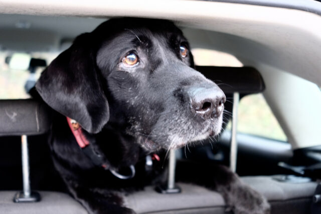A reação do filhote depois que os cães olham para o carro se torna viral


