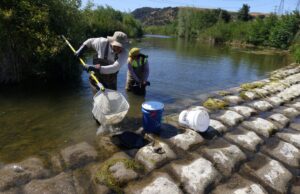 A restauração de peixes em Alameda Creek está se aproximando da conclusão Um grupo de trabalhadores ambientais em Alameda Creek na terça -feira, 24 de junho de 2025, em Sunol, Califórnia, com o distrito de Parques Regionais de East Bay, a Sequoia Ecological Consulting, a Comissão de Utilidades Públicas de São Francisco e a California Trout Fish para uma seção para parar a Alameda Caly. (Aric Crabb/Bay Area News Group)