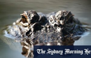 ‘Alcatraz Alcatraz Alcatraz, Flórida para não construir um centro de detenção no pau -pisque No Parque Nacional Everglades, na Flórida.