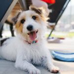 Amigos peludos estão deixando camas aconchegantes para esta almofada de estimação refrescante