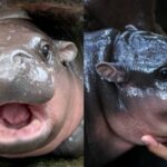 Antes de morrer, essa criança percebeu seu sonho de conhecer Nil Moo Horse Deng