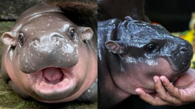 Antes de morrer, essa criança percebeu seu sonho de conhecer Nil Moo Horse Deng

