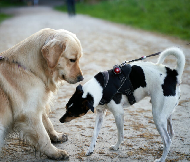 Aquele cachorro quando você encontra outros filhotes após o ataque derrete os corações

