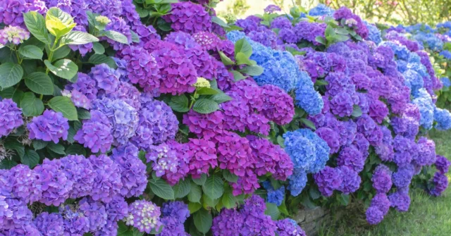 As hortênsias podem ser regadas com pus de urtiga? Buquê de hidrange caseiro

