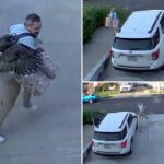 Um homem de Staten Island estava em um confronto de pássaros selvagens, quando o peru mal -humorado o perseguia pela entrada de automóveis no confronto de pássaros capturados em frente à câmera.