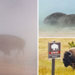 Bison está cozinhando para morrer na fonte termal de Yellowstone antes dos turistas