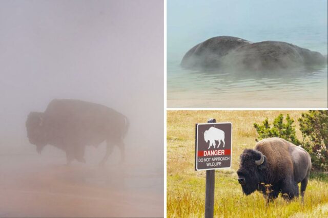 Bison está cozinhando para morrer na fonte termal de Yellowstone antes dos turistas

