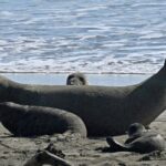 Blocos centrais de mamíferos marinhos de distúrbios da vida selvagem preocupantes