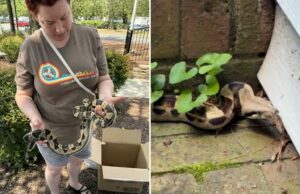 Boa Constrittor, que está escondido sob a janela drive-thru da Carolina do Norte McDonald Boa Constrittor, que está escondido sob a janela drive-thru da Carolina do Norte McDonald