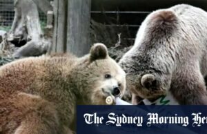 Brown Ullamcorper rompe o recinto, quebra na despensa e para comer semanas que valem mel Brown Ullamcorper rompe o recinto, quebra na despensa e para comer semanas que valem mel