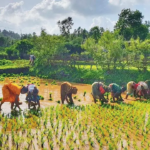 CM Fillograph é o plano de gerenciamento de riscos para risco de risco para agricultores