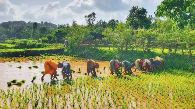 CM Fillograph é o plano de gerenciamento de riscos para risco de risco para agricultores

