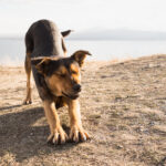 Cão de estrada esconde os filhotes para proteger, o que acontece nos próximos corações