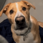 Cão em abrigo 1,170 dias adotado e volta cinco vezes: "Merece mais"
