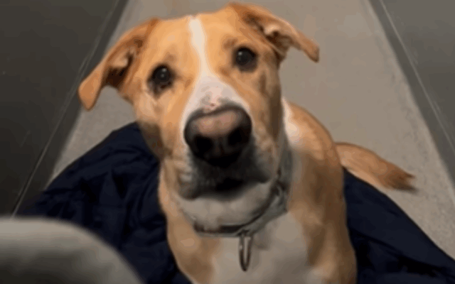 Cão em abrigo 1,170 dias adotado e volta cinco vezes: "Merece mais"

