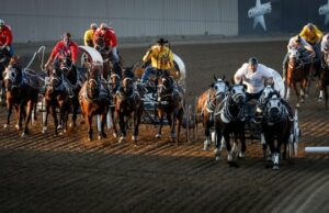 Cavalos cavalos, canetas sombreadas para touros parte da segurança do rodeio em calgary Stampede Cavalos cavalos, canetas sombreadas para touros parte da segurança do rodeio em calgary Stampede