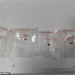 Alguns pesquisadores chineses foram acusados ​​em Michigan de supostamente contrabandear um patógeno biológico (imagem) para os Estados Unidos de estudar na Universidade de Michigan
