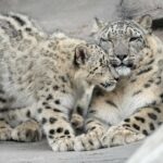 Dois leopardos de neve estão do lado de fora em um habitat no zoológico.