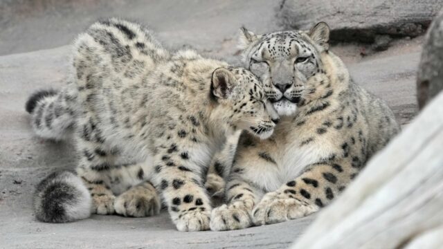 Dois leopardos de neve estão do lado de fora em um habitat no zoológico. 