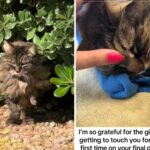 Cuidados da mulher do gato ferial por anos - o que você faz no momento final