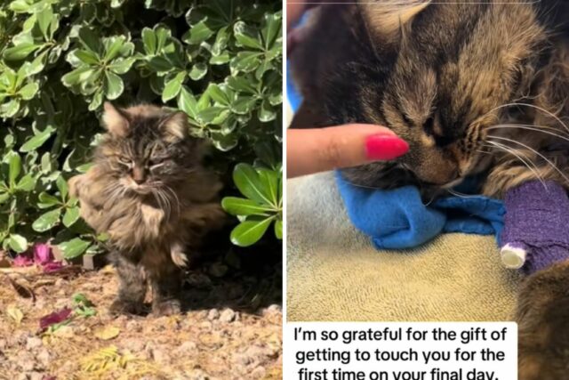 Cuidados da mulher do gato ferial por anos - o que você faz no momento final

