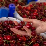 Eles examinaram as cerejas "diretamente dos agricultores" em laboratório. Os resultados são chocantes