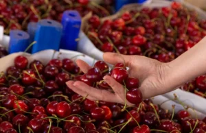 Eles examinaram as cerejas “diretamente dos agricultores” em laboratório. Os resultados são chocantes Eles examinaram as cerejas "diretamente dos agricultores" em laboratório. Os resultados são chocantes