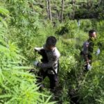 Encontre os maiores celeiros de drogas, a polícia nacional confiscou 180 toneladas de cannabis nas montanhas de Aceh