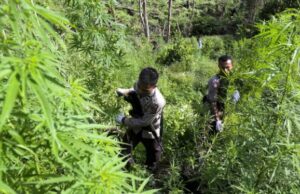 Encontre os maiores celeiros de drogas, a polícia nacional confiscou 180 toneladas de cannabis nas montanhas de Aceh Encontre os maiores celeiros de drogas, a polícia nacional confiscou 180 toneladas de cannabis nas montanhas de Aceh