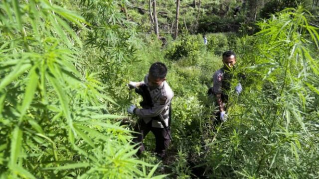 Encontre os maiores celeiros de drogas, a polícia nacional confiscou 180 toneladas de cannabis nas montanhas de Aceh


