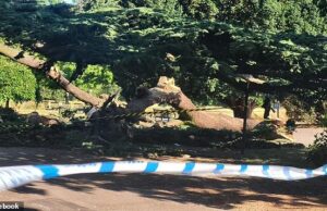 “Eu nunca vou esquecer o grito”: Momento terrível sete -ano -Garota foi quando a árvore caiu Os britânicos gostando do sol em um parque em Essex revelaram o momento assustador, viram um galho de árvore em queda (foto) matar uma menina de sete anos e ferir quatro outras crianças