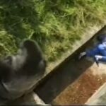 Levan Merritt tinha cinco anos e o primeiro dia de férias em família em Jersey enquanto ele escorregava e tentava ter uma melhor visão de Jambo no 18 StenGorilla e caiu 20 pés no poço no zoológico