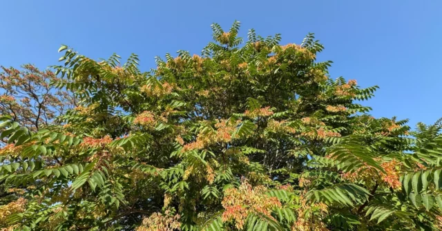 Há uma penalidade de até um milhão de zlotys para cultivar essa árvore na Polônia. Você pode cortá -los sem permissão

