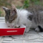 Humanos e gatos conversando não mais imaginação
