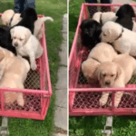 Início de 7 semanas no vagão vagão vagão vagão vagão
