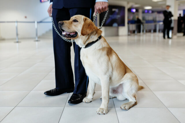 Internet sem planejar a resposta do agente da TSA ao cachorro no aeroporto

